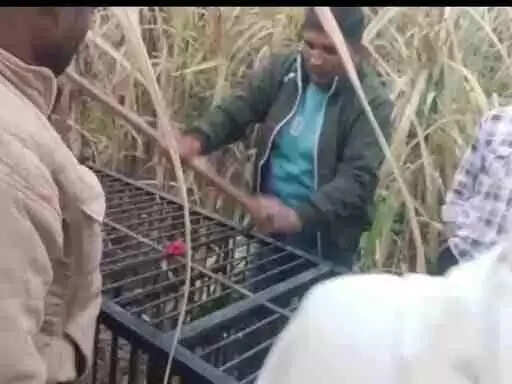 Muzaffarnagar रोनी हरजीपुर में तेंदुए का आतंक बढ़ा: खेतों में शावकों संग घूमता गुलदार, ग्रामीणों में दहशत—वन विभाग ने लगाया दूसरा पिंजरा