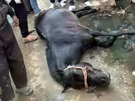 Muzaffarnagar शाहपुर के गढ़ी गांव में करंट से घोड़े की दर्दनाक मौत: बिजली विभाग पर लापरवाही का आरोप, ग्रामीणों में उबाल