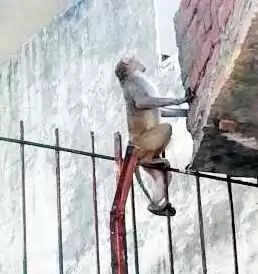 शीघ्र मिलेगी बंदरों और आवारा कुत्तों से निजात: नगर पालिका Muzaffarnagar ने उठाया बड़ा कदम