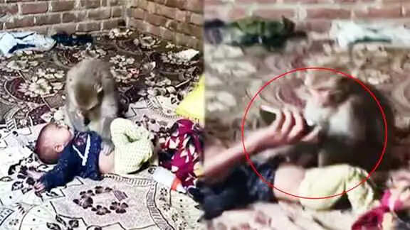 Muzaffarnagar-कमरे में घुसकर नवजात बच्ची के पास बैठा रहा बंदर, मोबाइल दिखाकर करीब एक घंटे बाद सुरक्षित बचाई गई जान