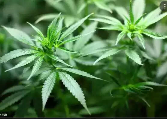 जर्मनी ने अपने यहां गांजे को लीगल (Cannabis) कर इसको दवा में प्रयोग करने और इसके उत्पादन की भी अनुमति दे दी