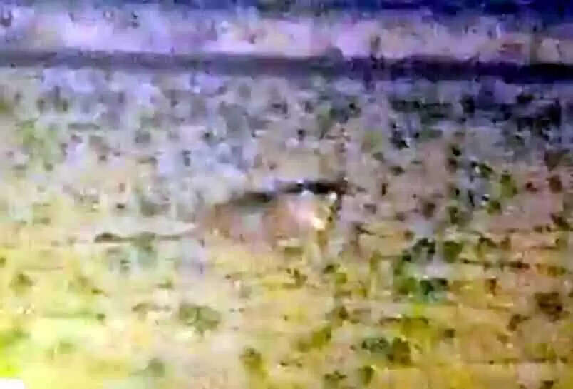 Muzaffarnagar चरथावल में दहशत की रात: रोनी हाजीपुर&ndash;बिरालसी के बीच खेत में दिखा तेंदुआ, एक महीने से मंडरा रहा खतरा! ग्रामीणों में दहशत, वन विभाग पर लापरवाही के आरोप